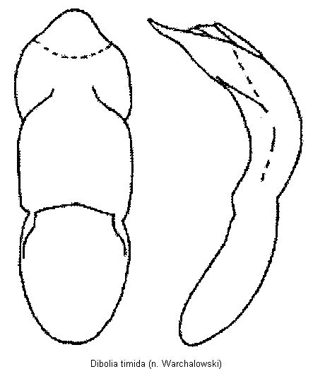 DIBOLIA TIMIDA
