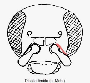 DIBOLIA TIMIDA