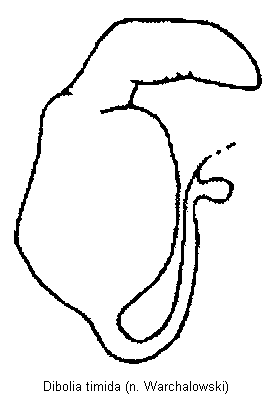 DIBOLIA TIMIDA
