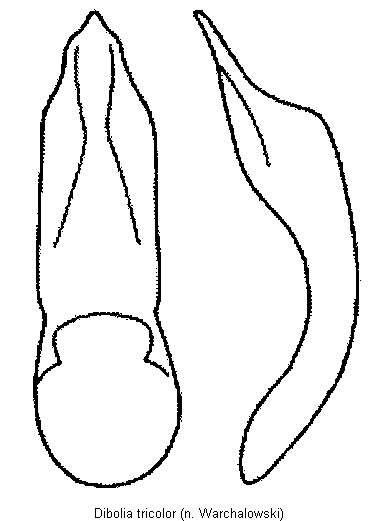 DIBOLIA TRICOLOR