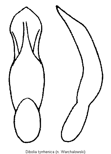 DIBOLIA TYRRHENICA