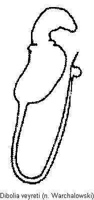 DIBOLIA VEYRETI