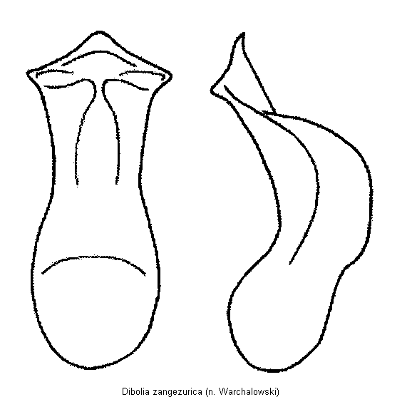 DIBOLIA ZANGEZURICA
