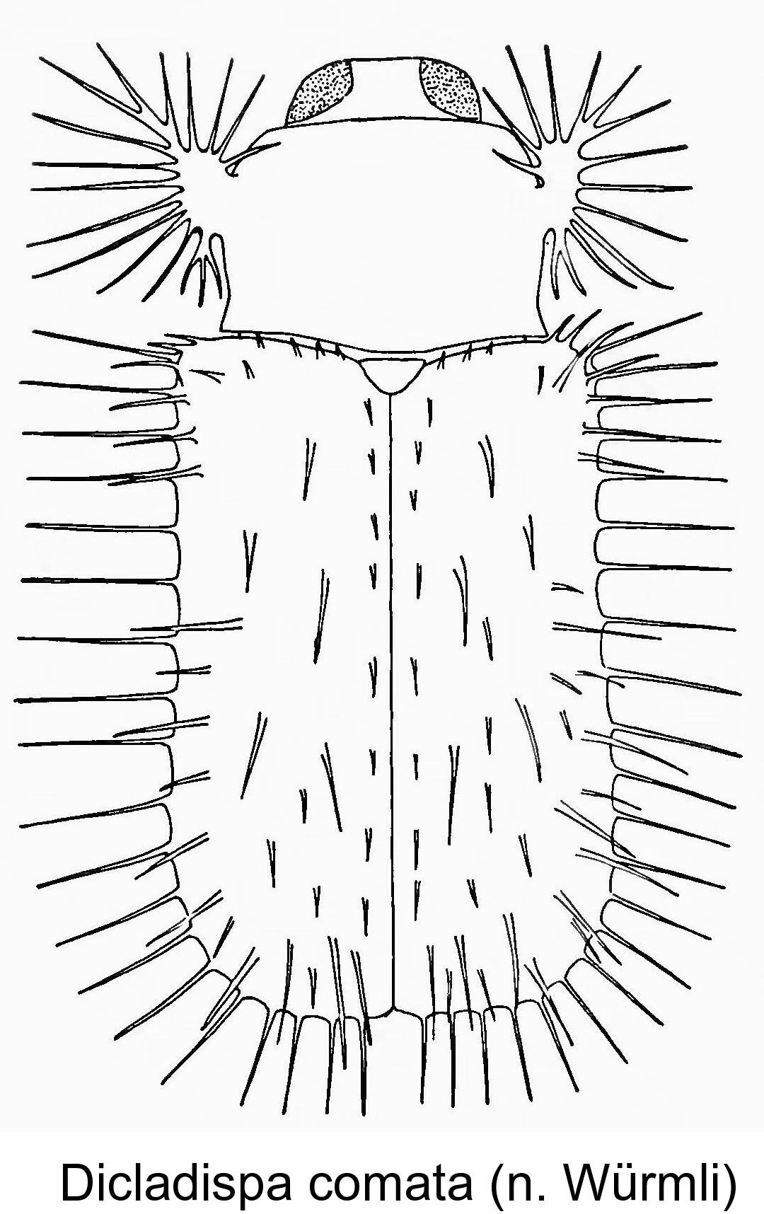 DICLADISPA COMATA.JPG