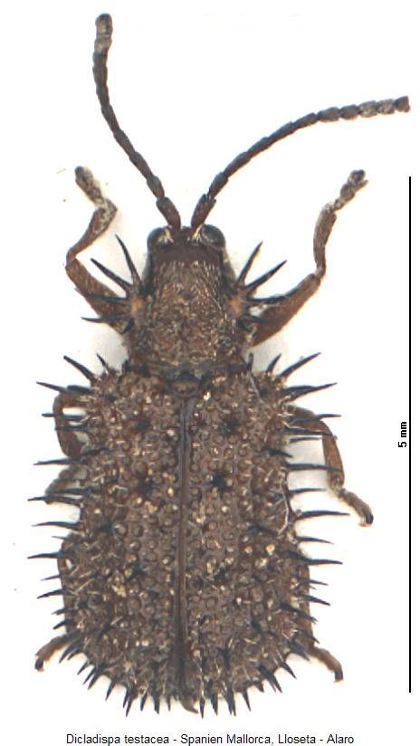DICLADISPA TESTACEA