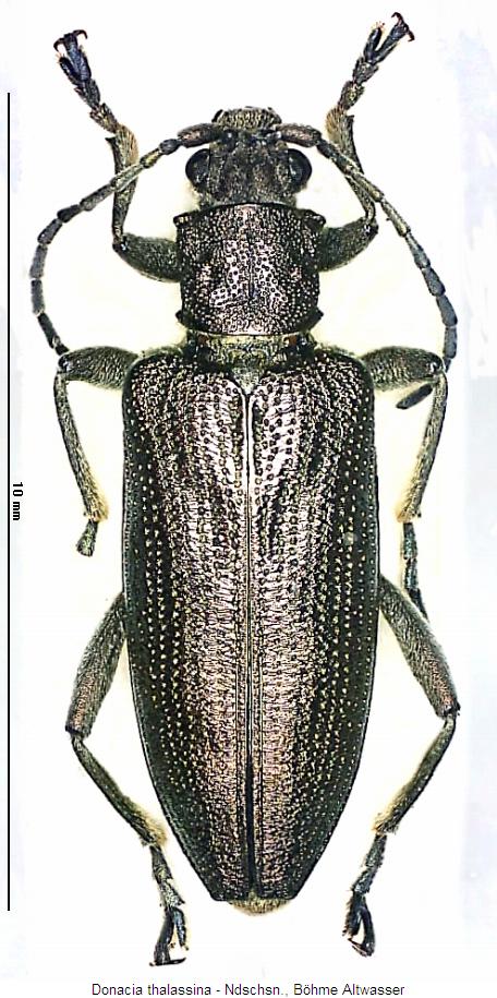 DONACIA THALASSINA