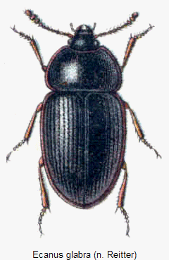 ECANUS GLABRA