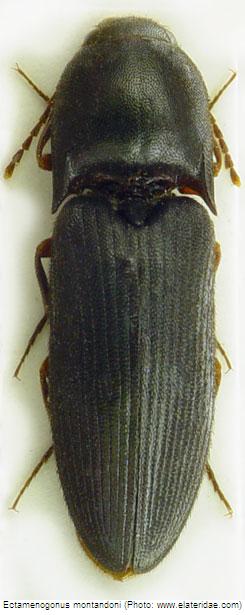 ECTAMENOGONUS MONTANDONI