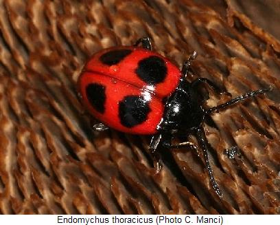 ENDOMYCHUS THORACICUS