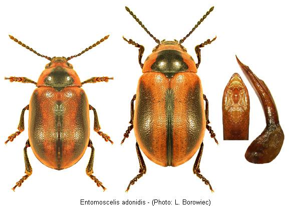 ENTOMOSCELIS ADONIDIS
