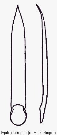 EPITRIX ATROPAE.GIF
