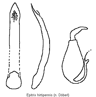 EPITRIX HIRTIPENNIS.GIF