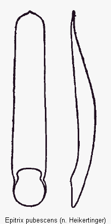 EPITRIX PUBESCENS.GIF