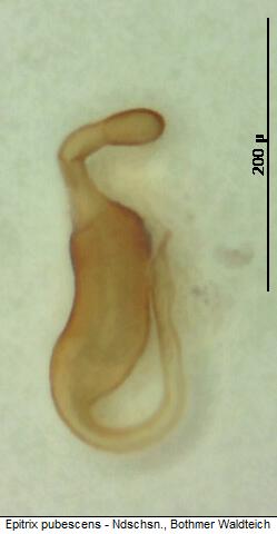 EPITRIX PUBESCENS