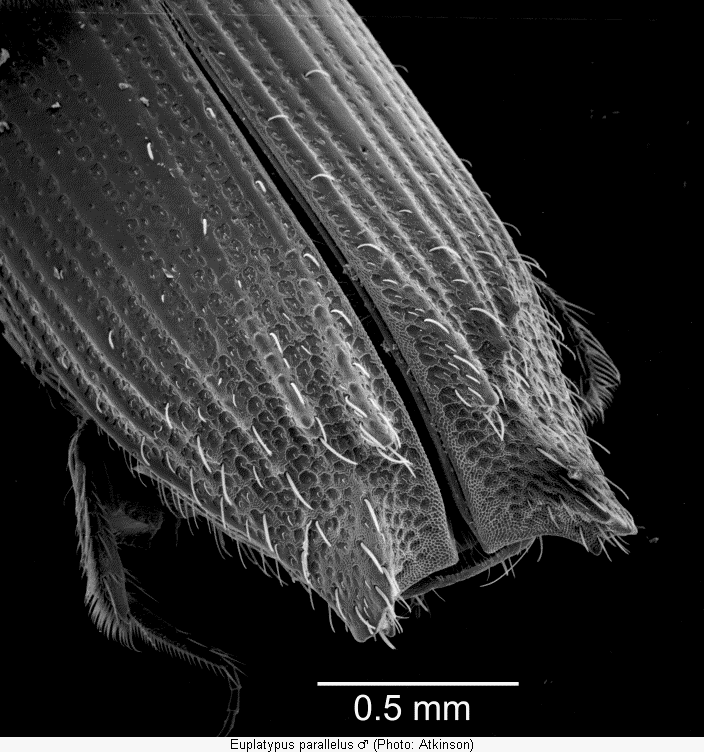 Euplatypus Bestimmungstabelle