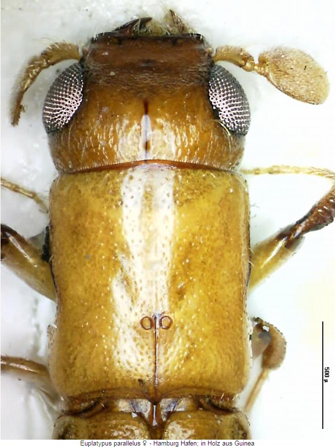 Euplatypus Bestimmungstabelle