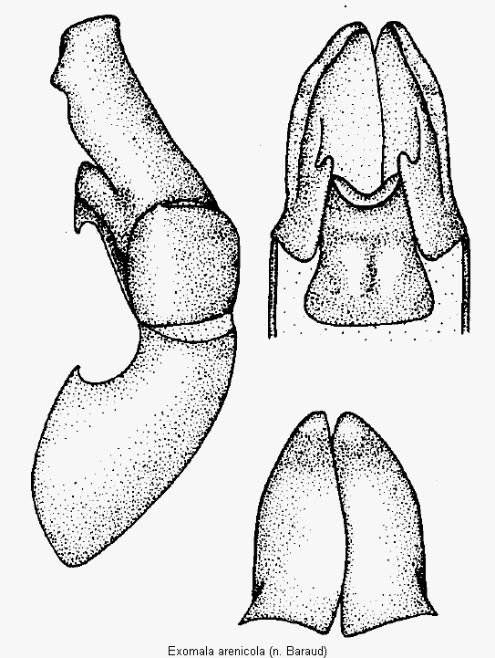 EXOMALA ARENICOLA.GIF