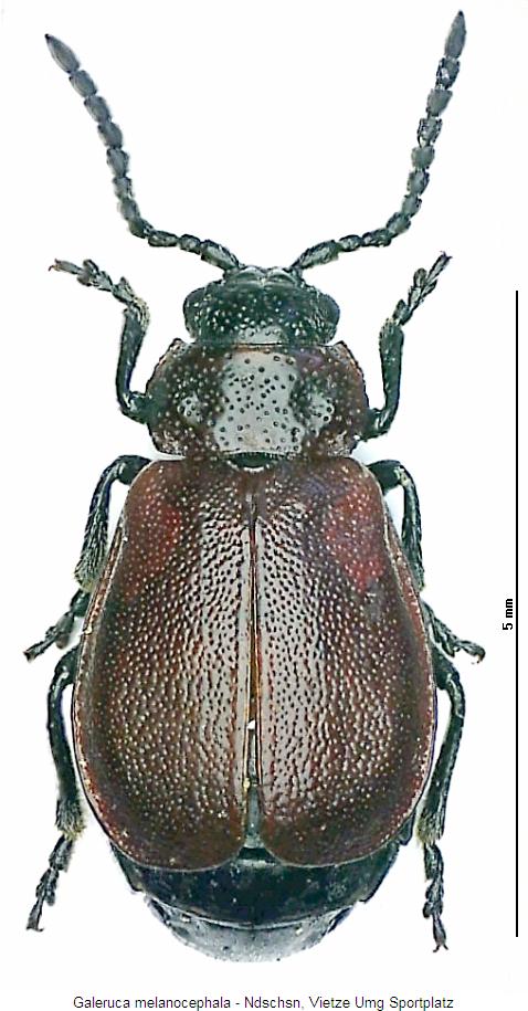 GALERUCA MELANOCEPHALA