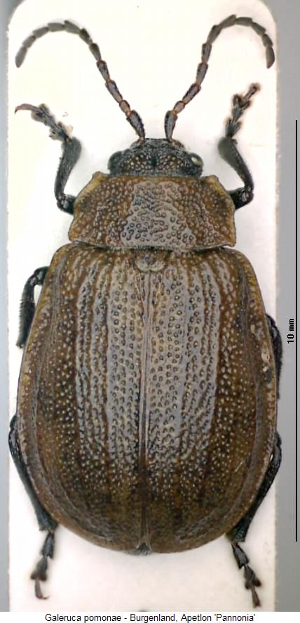 GALERUCA POMONAE