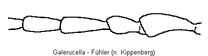 GALERUCELLA F