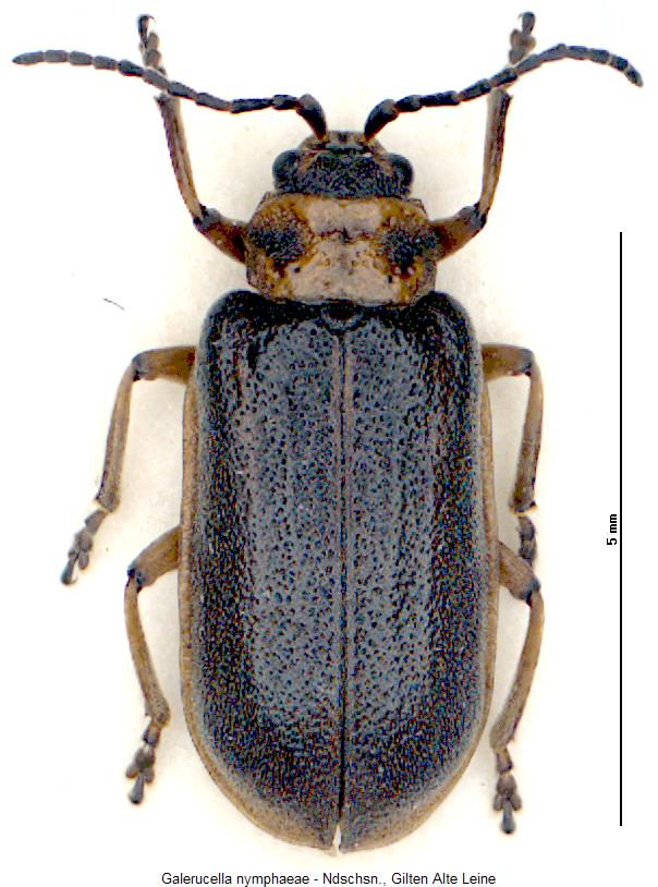 GALERUCELLA NYMPHAEAE