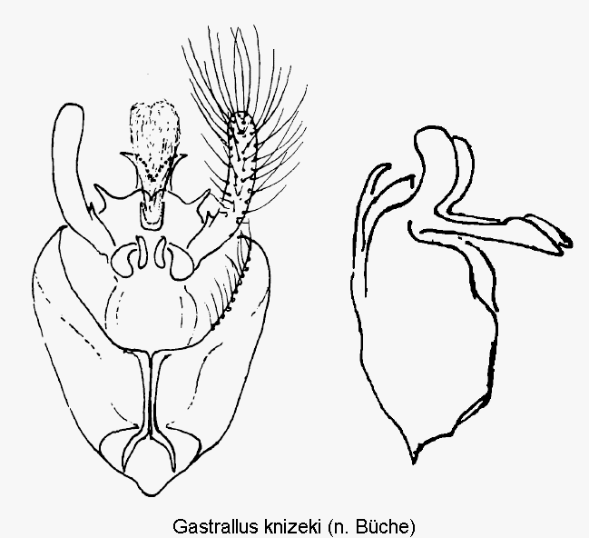 GASTRALLUS KNIZEKI.GIF