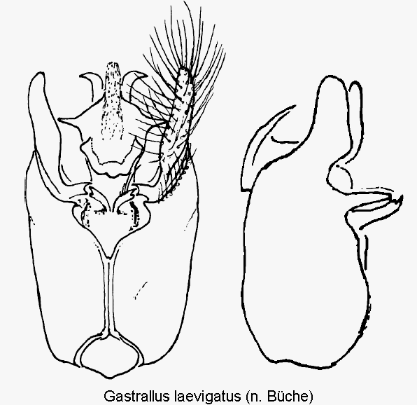GASTRALLUS LAEVIGATUS.GIF