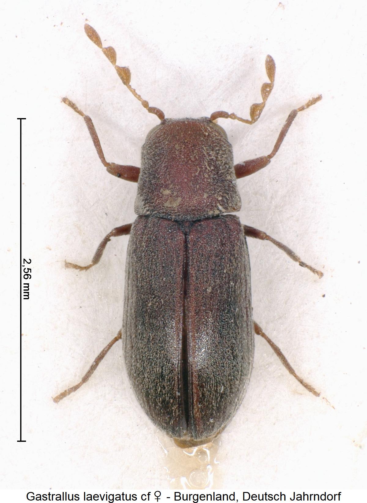 GASTRALLUS LAEVIGATUS