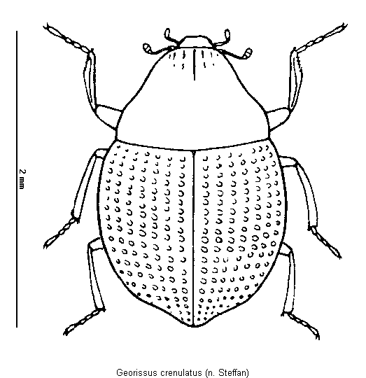 GEORISSUS CRENULATUS