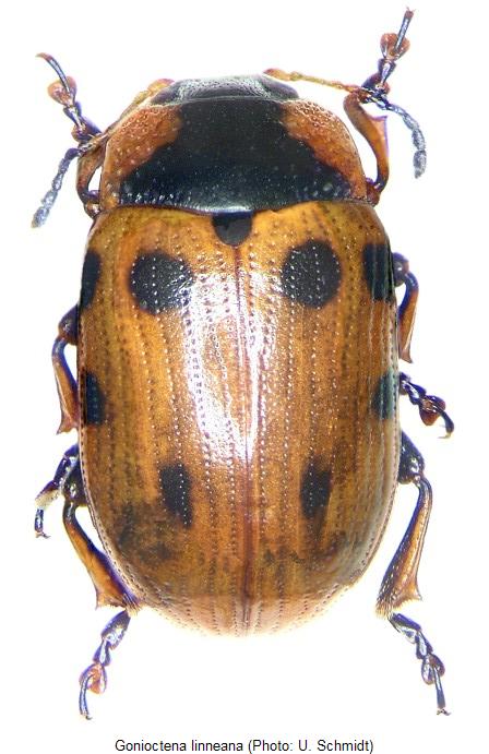 GONIOCTENA LINNEANA