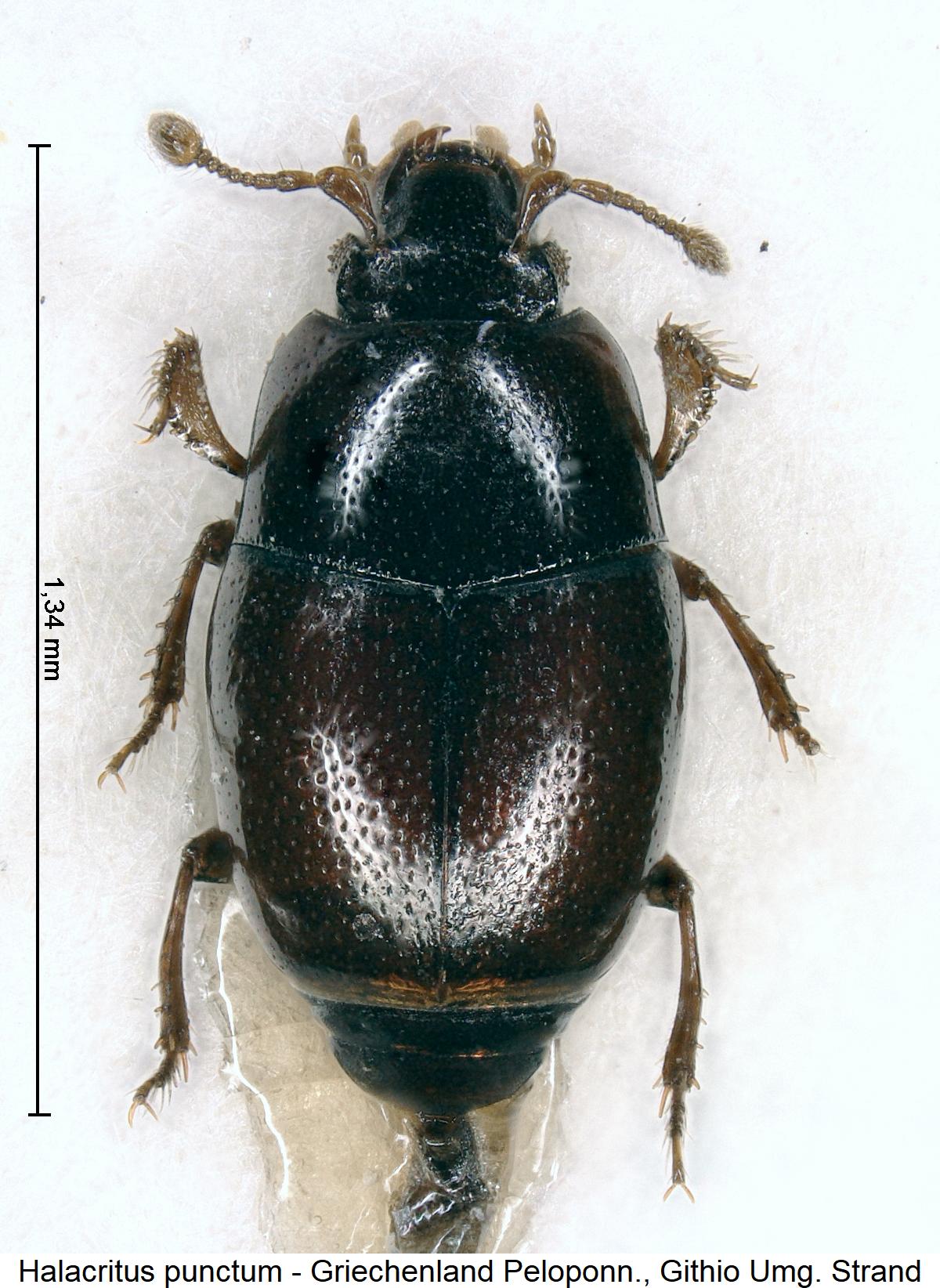 HALACRITUS PUNCTUM