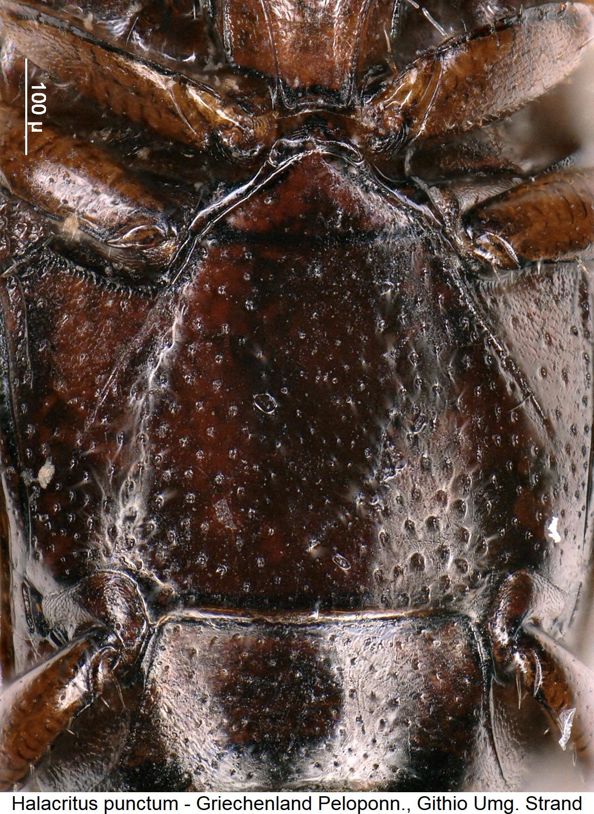 HALACRITUS PUNCTUM