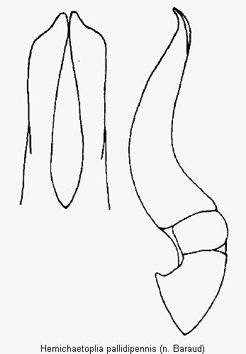 HEMICHAETOPLIA PALLIDIPENNIS.GIF
