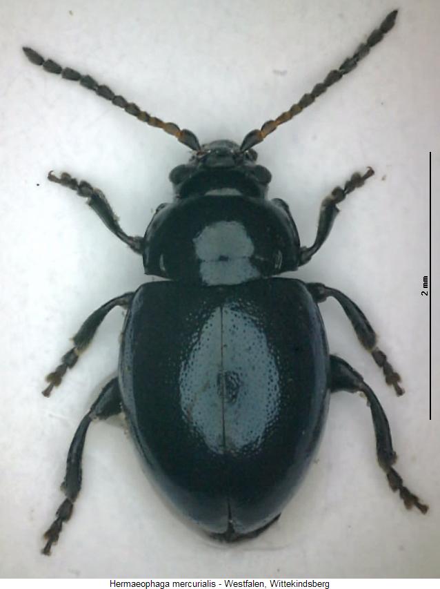 HERMAEOPHAGA MERCURIALIS