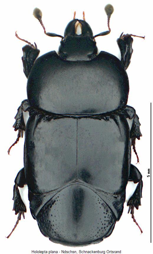 HOLOLEPTA PLANA