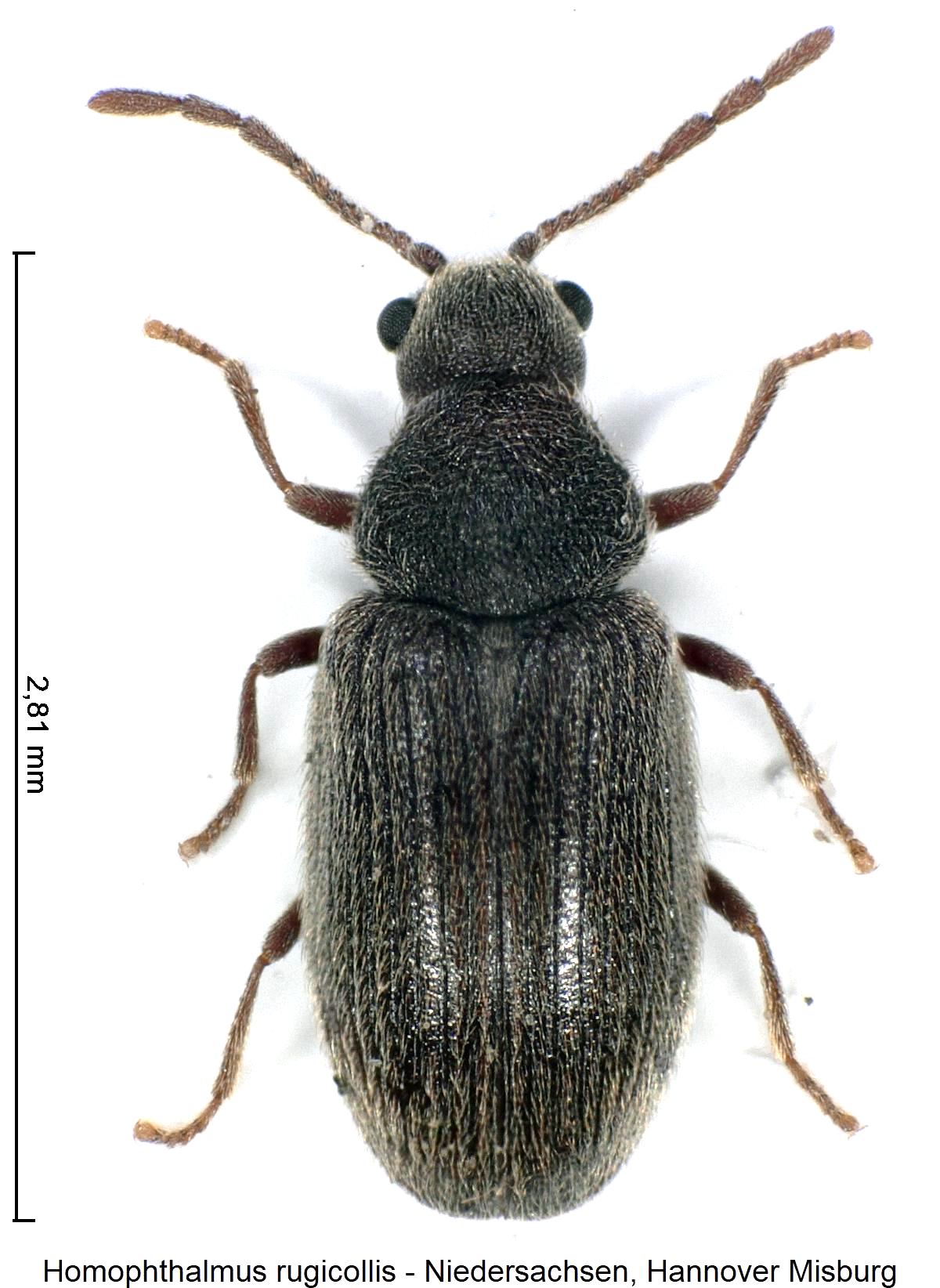 HOMOPHTHALMUS RUGICOLLIS