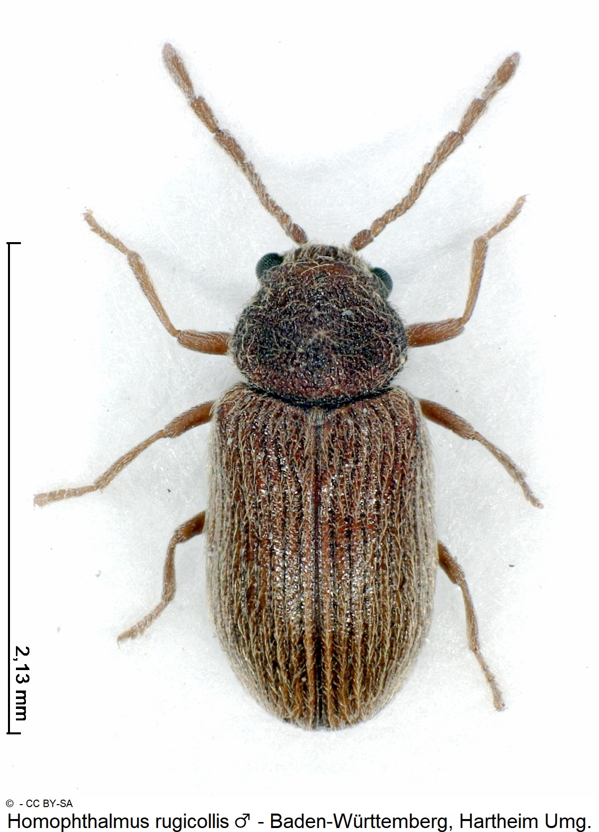 HOMOPHTHALMUS RUGICOLLIS