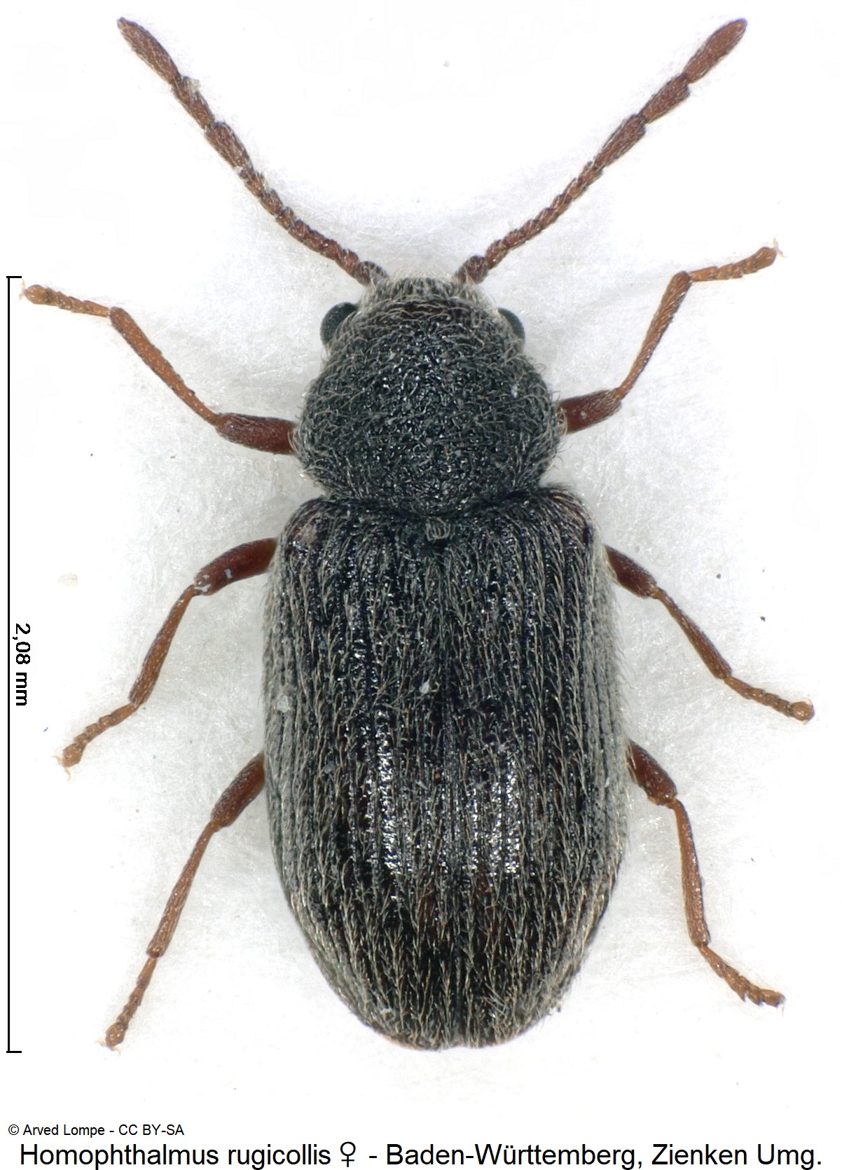 HOMOPHTHALMUS RUGICOLLIS