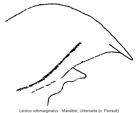 LEISTUS RUFOMARGINATUS