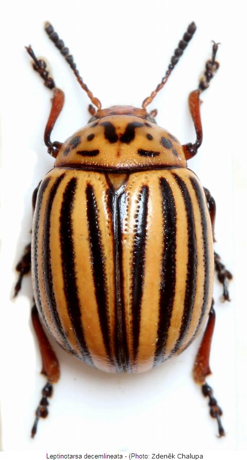 LEPTINOTARSA DECEMLINEATA