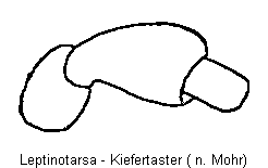 LEPTINOTARSA TS