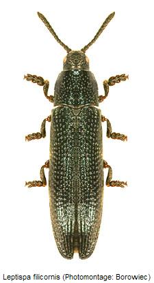 LEPTISPA FILICORNIS
