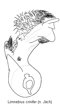 LIMNEBIUS CRINIFER.GIF