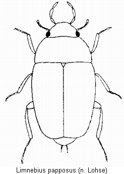 LIMNEBIUS PAPPOSUS