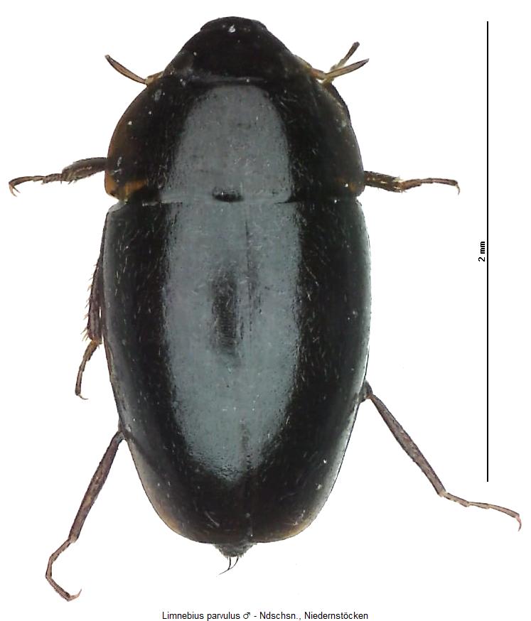 LIMNEBIUS PARVULUS