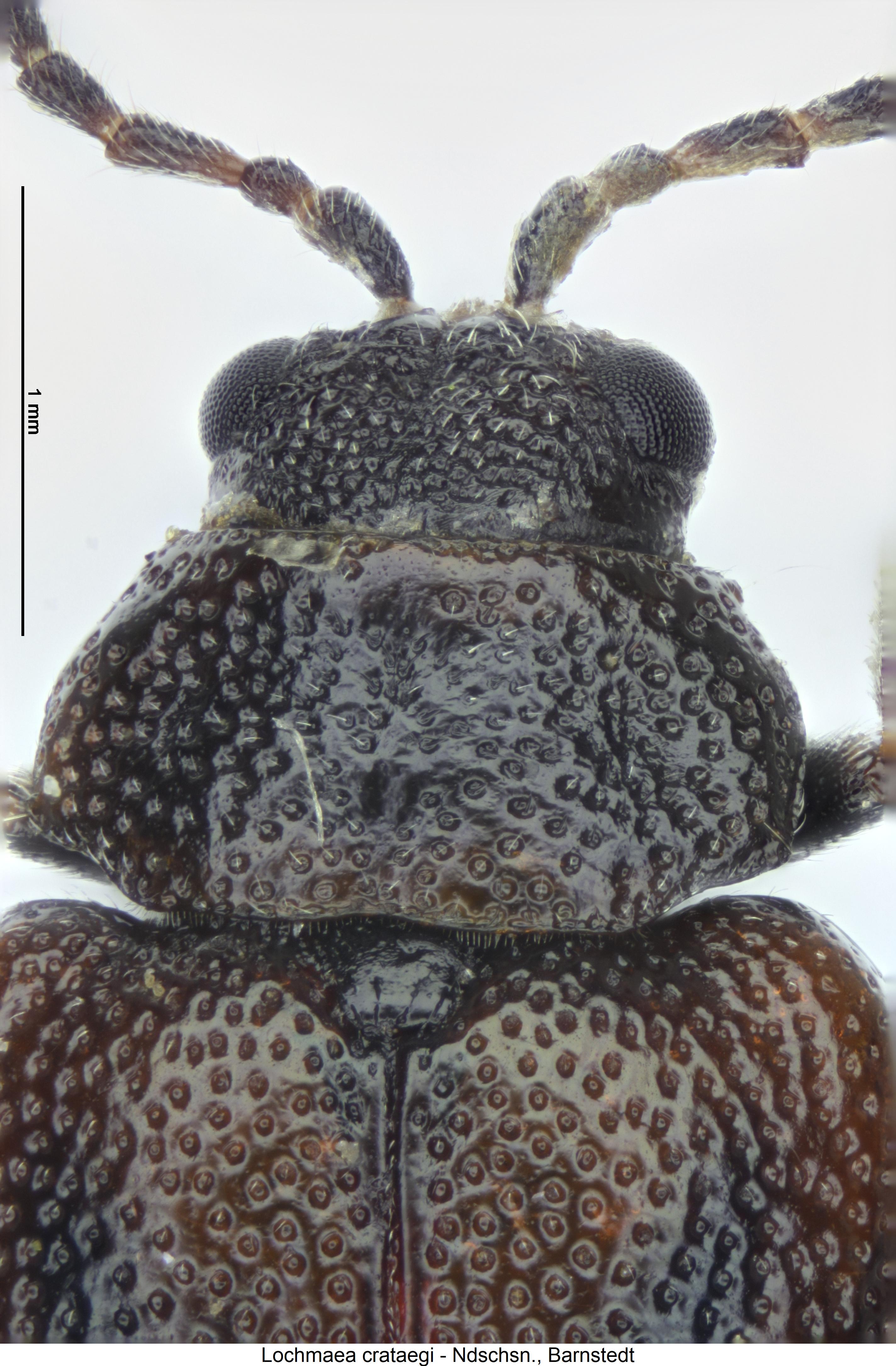 LOCHMAEA CRATAEGI