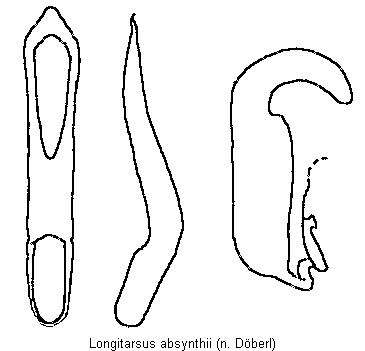 LONGITARSUS ABSYNTHII