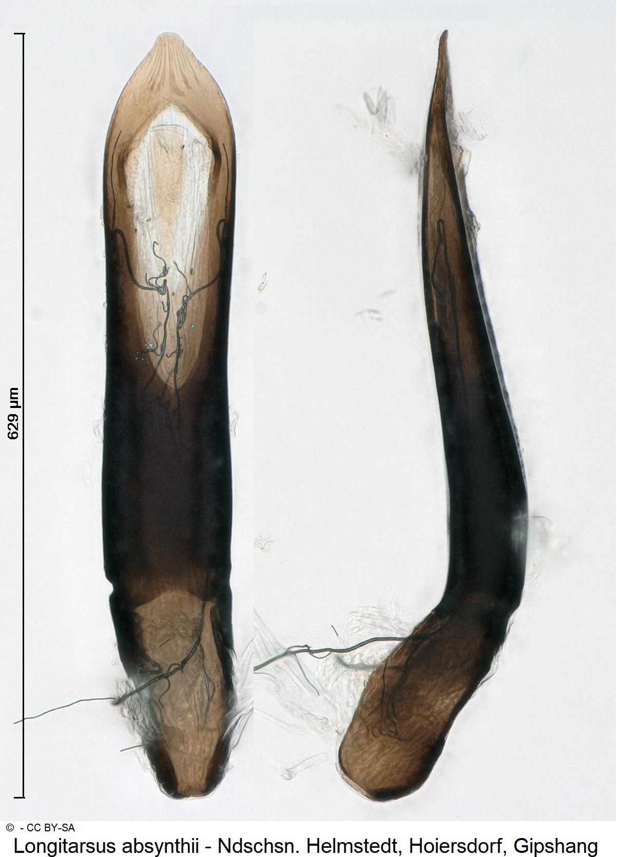 LONGITARSUS ABSYNTHII