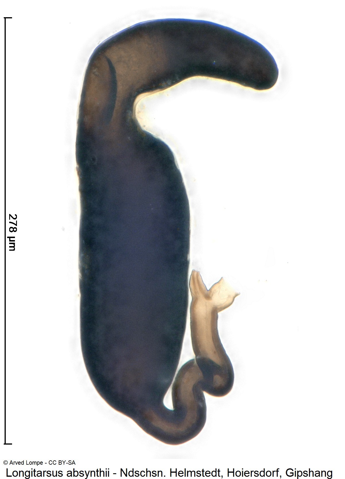 LONGITARSUS ABSYNTHII
