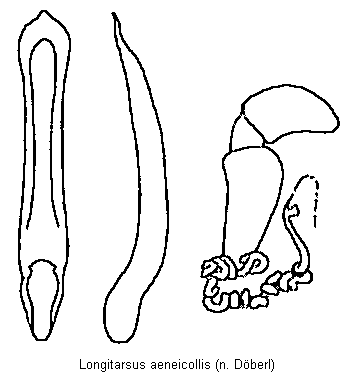 LONGITARSUS AENEICOLLIS
